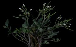 Cardamine thalassica. Plant with rosette leaves and flowering inflorescences.
 Image: P.B. Heenan © Landcare Research 2019 CC BY 3.0 NZ
